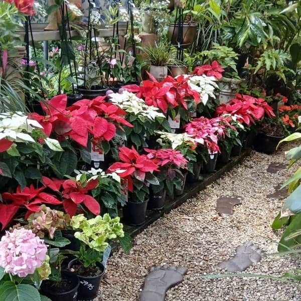 Currumbin Fair Nursery